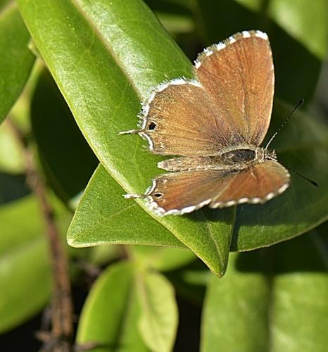 Cacyreus marshalli